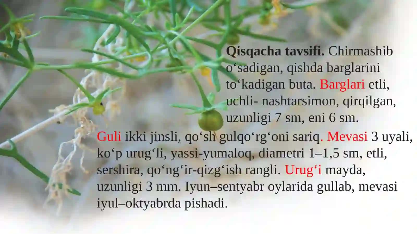 Мягкоплодник критмолистный/Malacocarpus crithmifolius 4