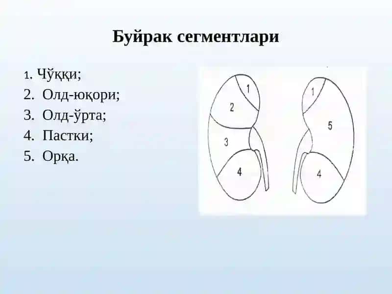 Термиз Иқтисодиёт ва СервисУниверситети Тиббий клиник фанлар кафедраси«Тиббий радиология» фани 4