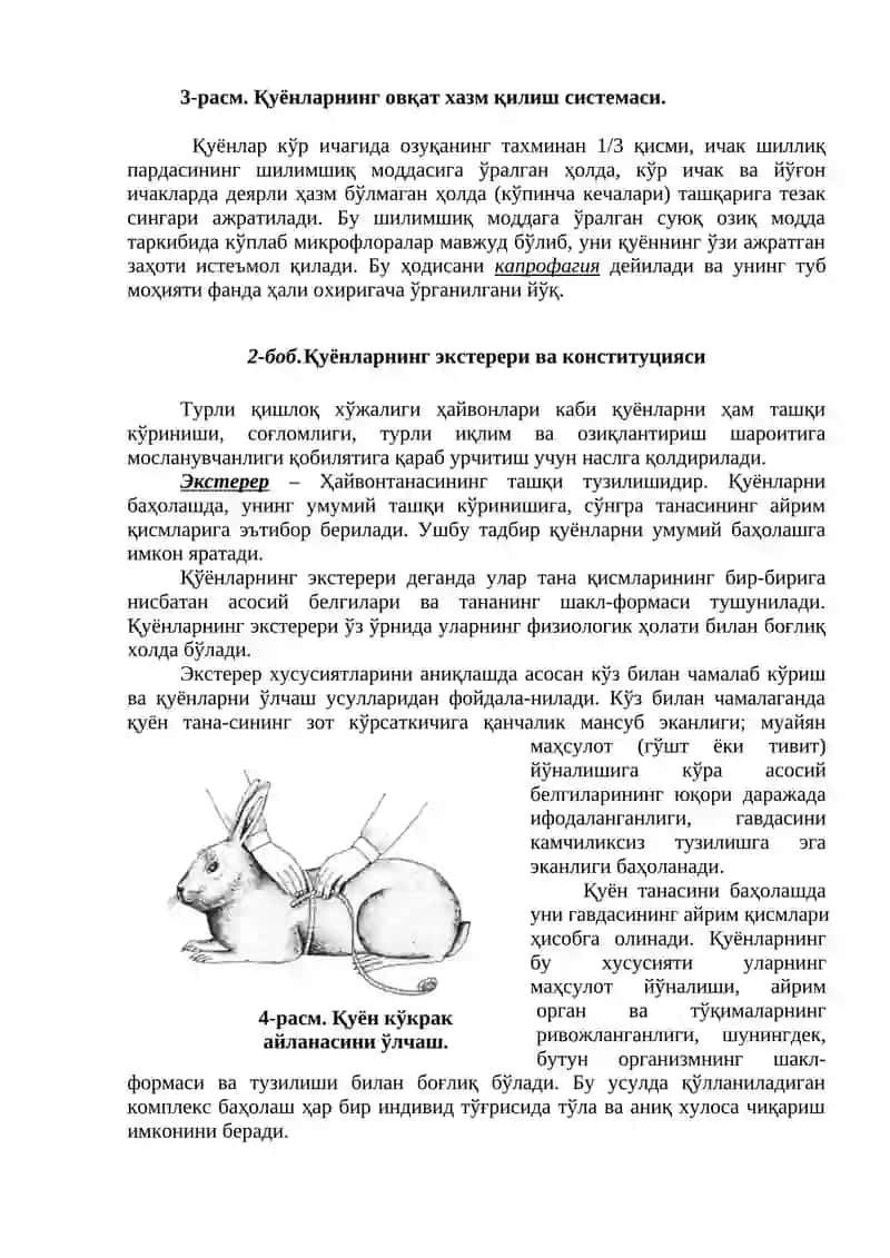 Қуёнларнинг биологик ва физиологик хусусиятлари 4