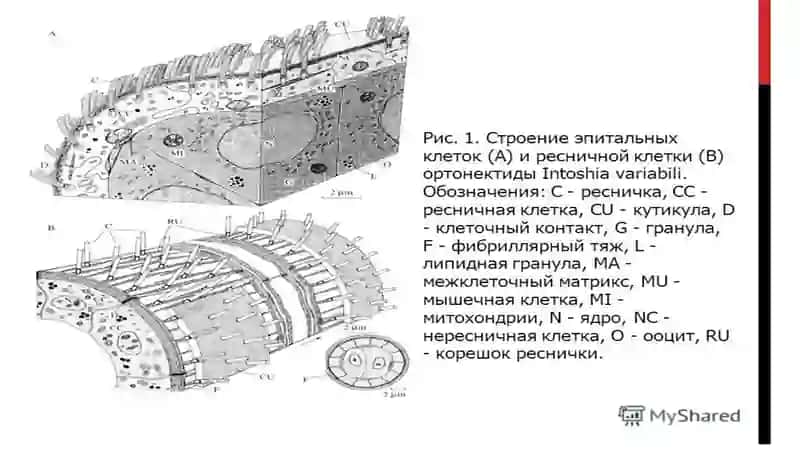Ortonektidlar 4