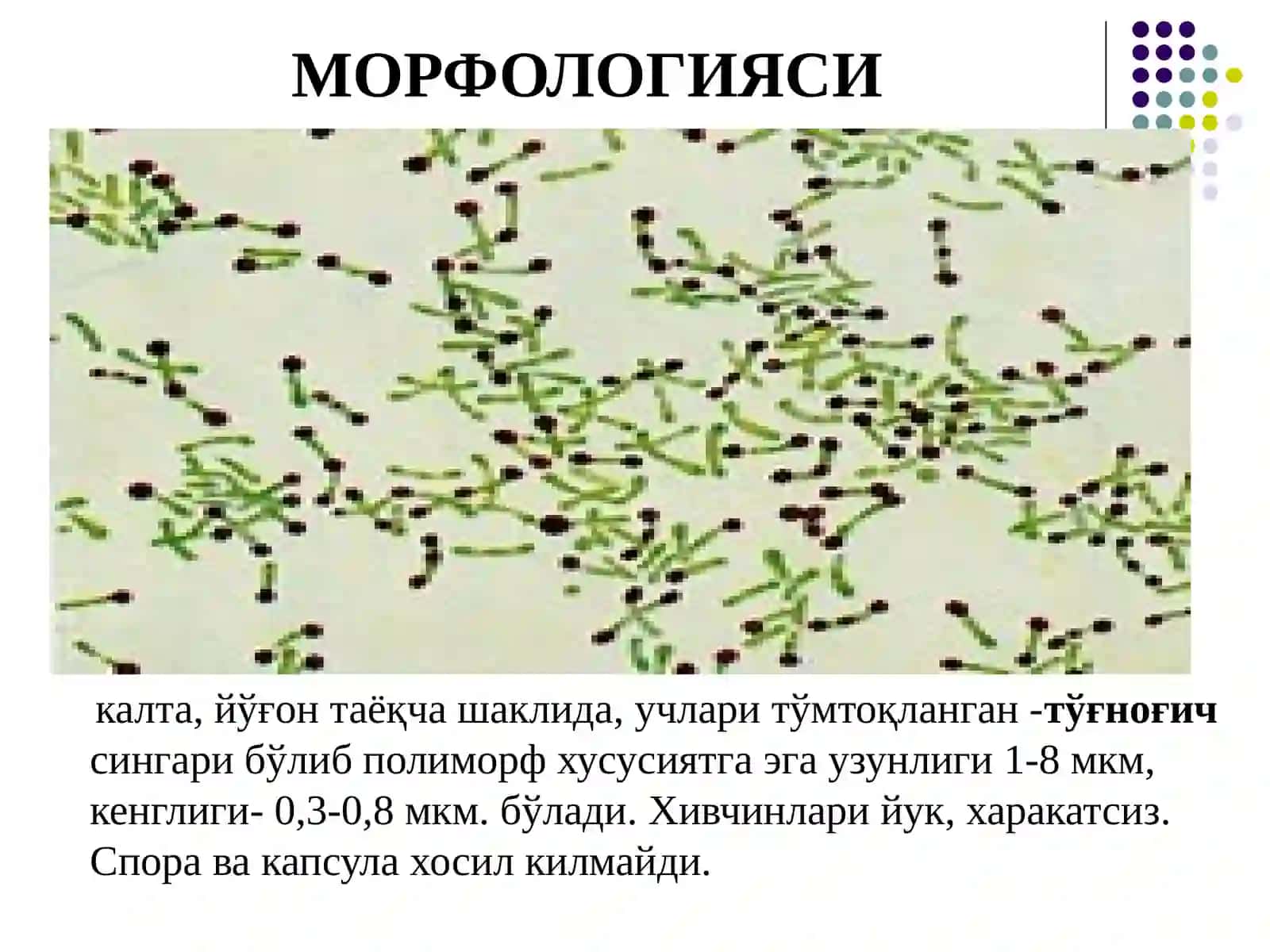 КОРИНОБАКТЕРИЯ, БОРДЕТЕЛА, ЛЕГИОНЕЛЛАЛАРНИНГ УМУМИЙ ХАРАКТЕРИСТИКАСИ, ТОКСОНОМИК ЎРНИ ВА ЛАБОРАТОРИЯ ДИАГНОСТИКАСИ 4