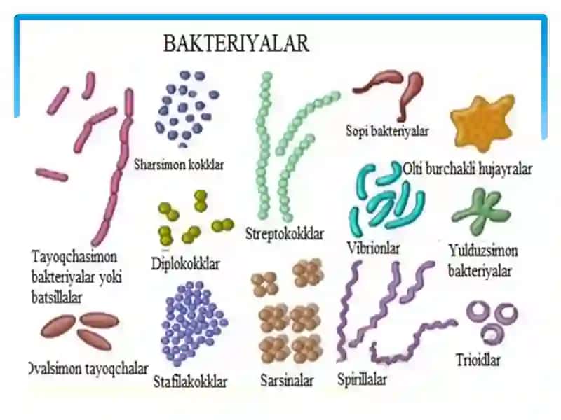 Bakterial hujayraning kimyoviy tarkibi 4