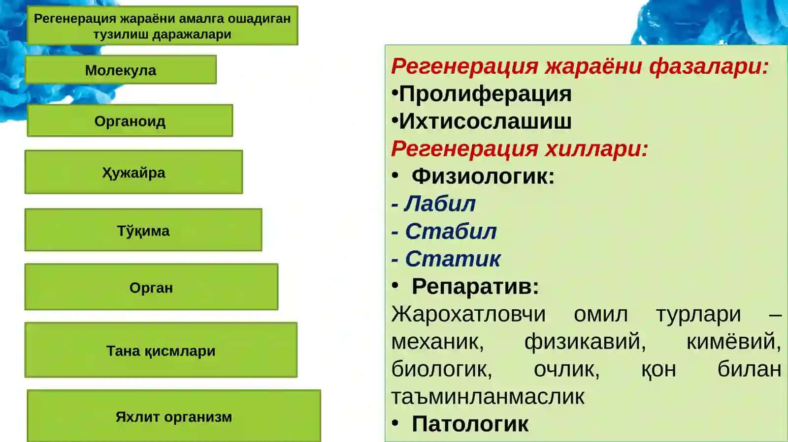 Odamning postembrional rivojlanishi davrlari umumiy qonuniyatlari 4