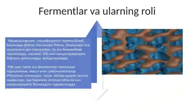Nuklein kislotalarning hazim qilinishi 4