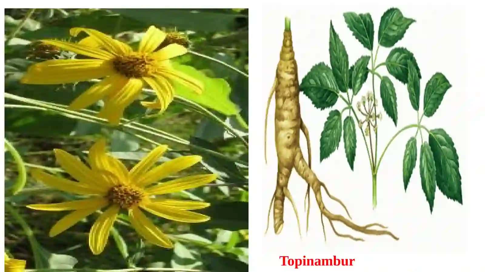 Topinambur (Helianthus tuberosus L.) 4