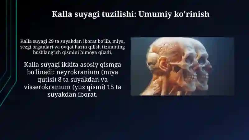 Ensa, Peshana, Tepa, G'alvirsimon Suyaklar va Ularning Yoshga Doir Xususiyatlari 4