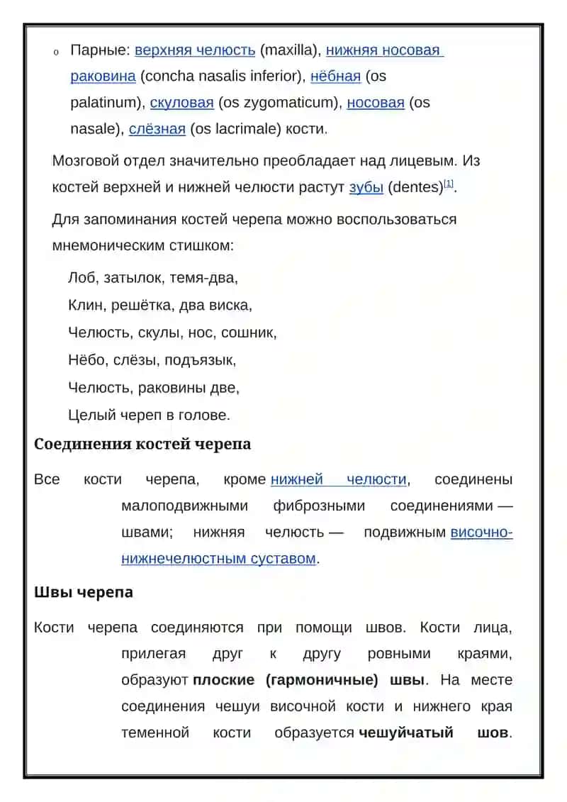 Череп человека 4