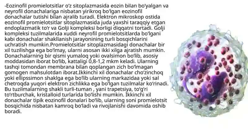 Granulotsitopoez 4