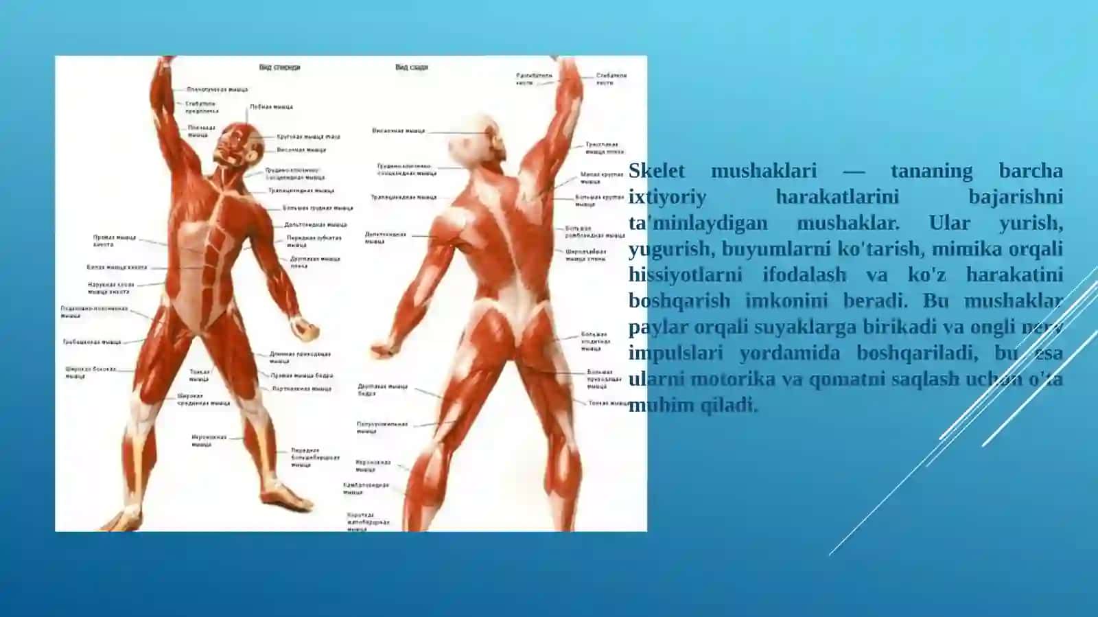 Jismoniy madaniyat va salomatlik asoslari 4