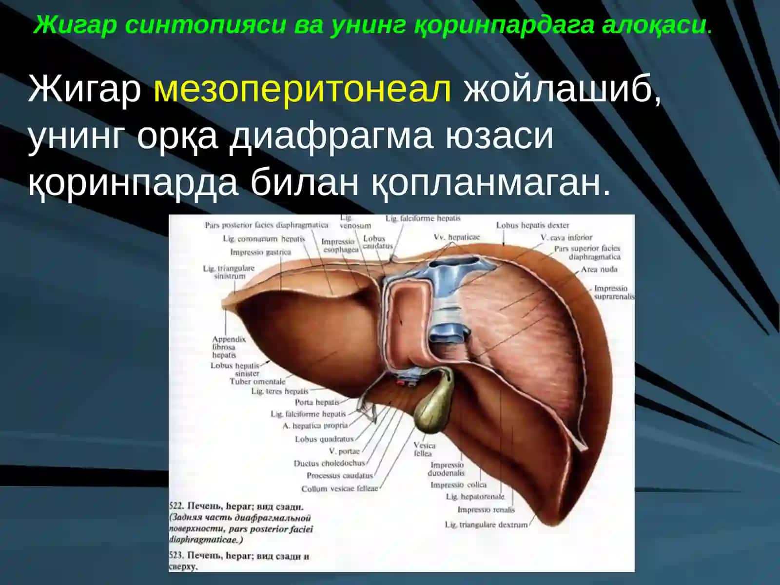 ЖИГАР, БИЛИАР ТИЗИМ ва ОШҚОЗОН ОСТИ БЕЗИ ЖАРРОҲЛИК АНАТОМИЯСИ 4