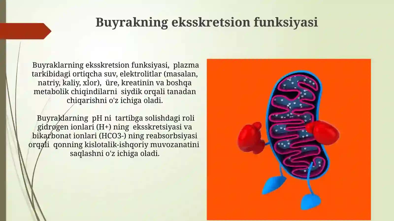 Buyrakning gomeostatik vasekretorfuntsiyasi 4