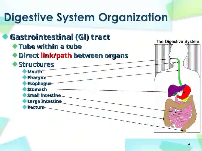 Digestive System 4