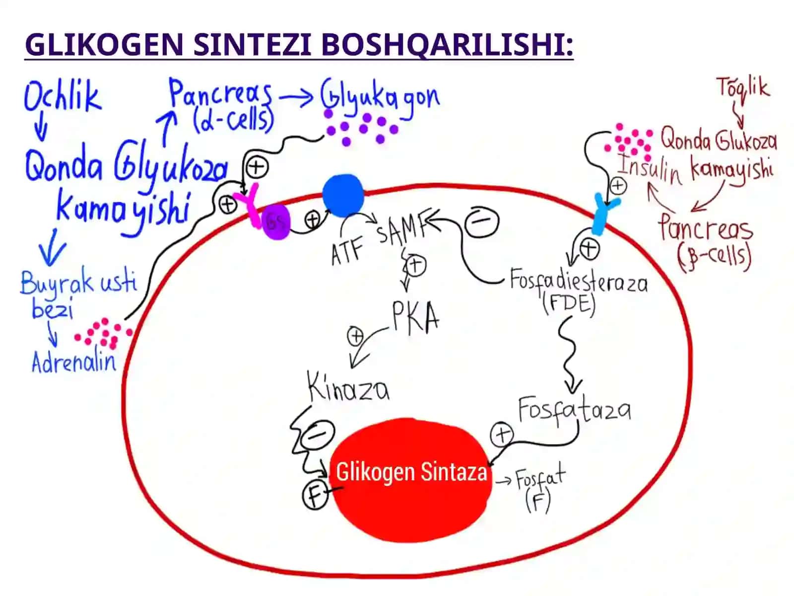GLIKOGEN SINTEZI 4