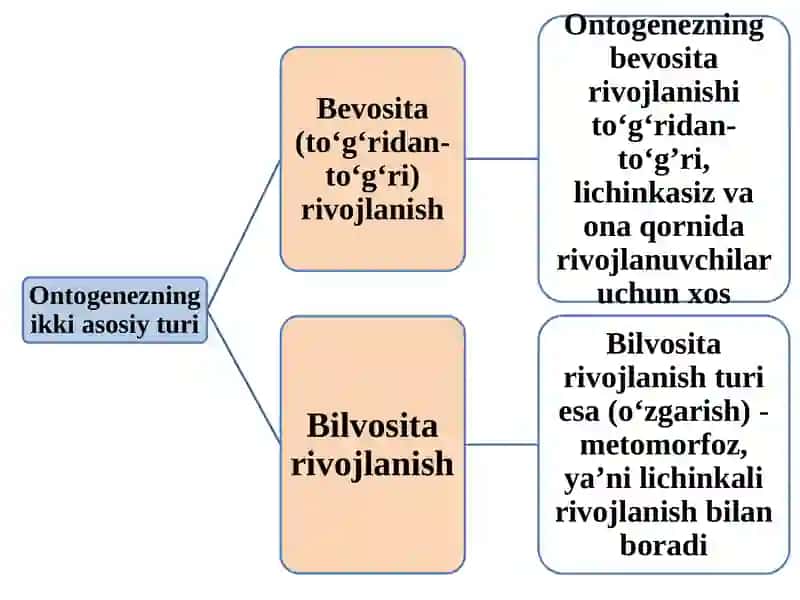 Individual rivojlanishning umumiy qonuniyatlari 4