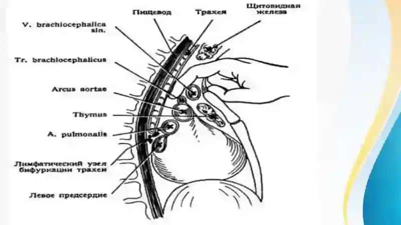 Koʻks oraligʻi aʼzolari kilinik anatomiyasi va ulardagioperatsiyalar 4