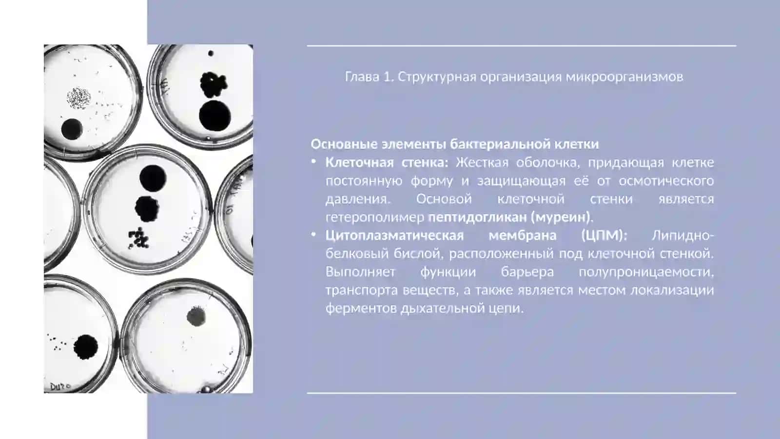 Структура микроорганизмов, сложные методы окраски 4