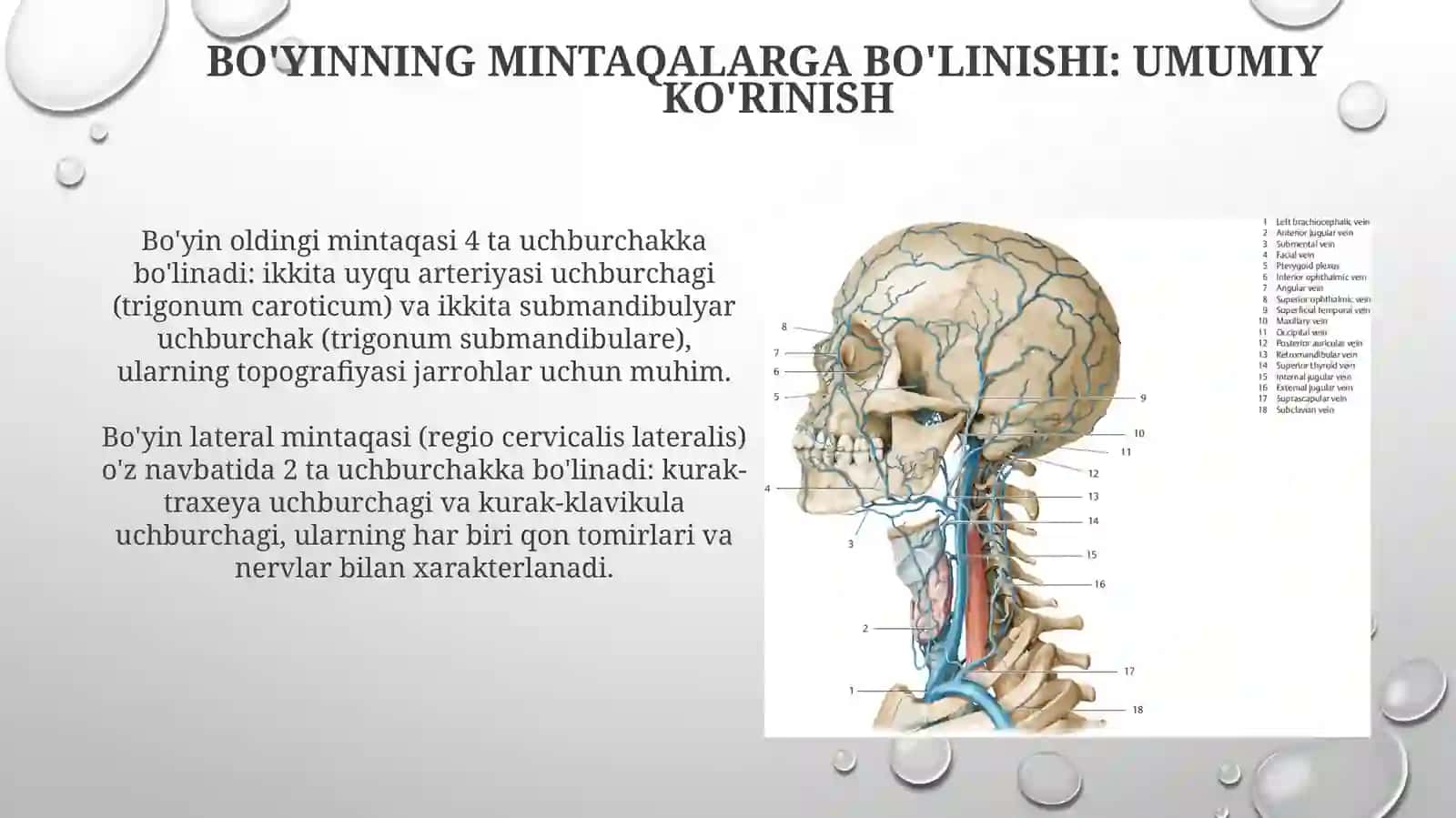 Bo'yinsoxasiningjarrohlikanatomiyasi:soxalargabolinishi,qavatma-qavattopografiyasi 4