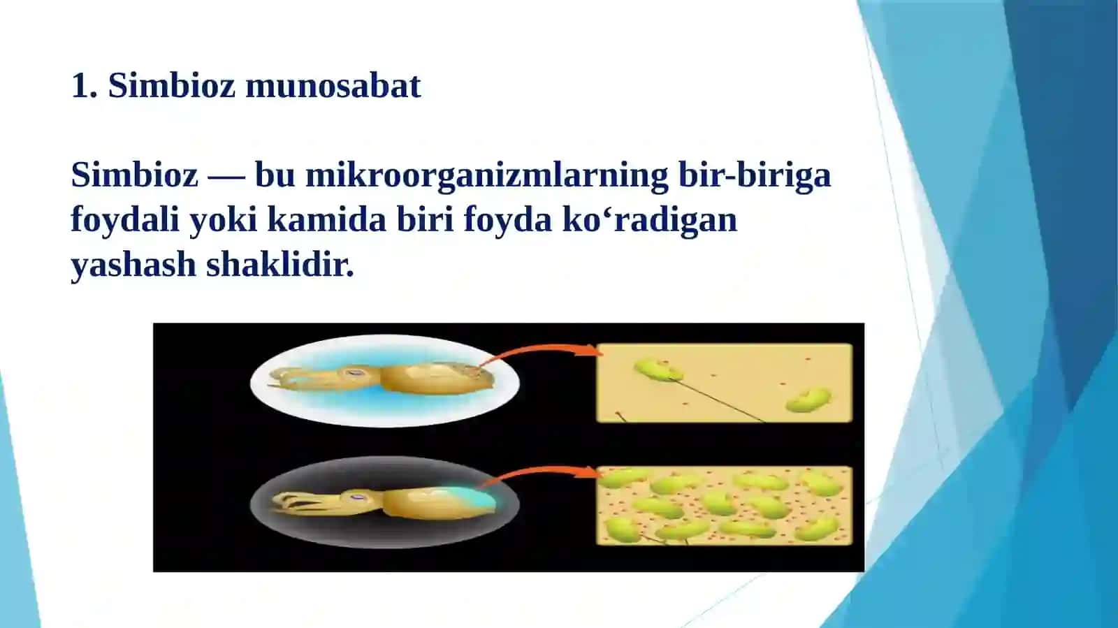Mikroorganizmlarni simbioz va antibioz munosabati 4