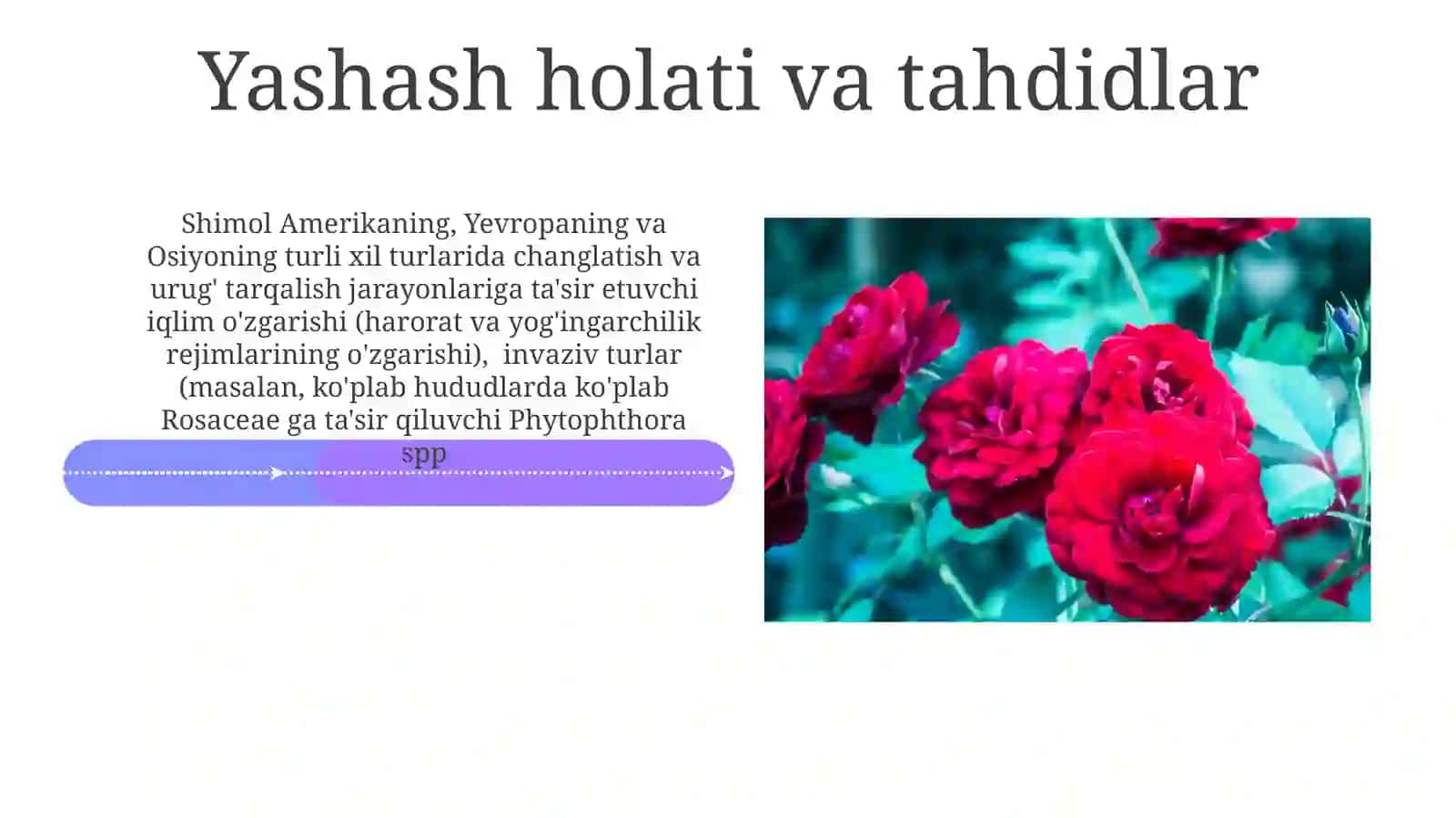 Atirguldoshlar 4