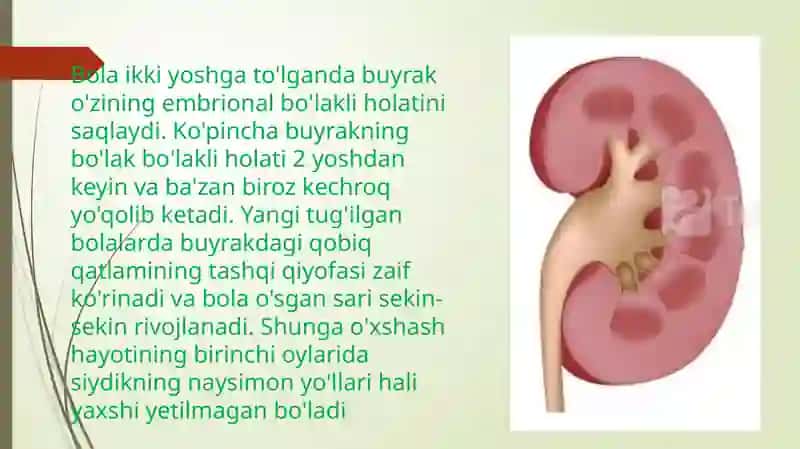Bolalardagi siydik yo’li siydik pufagi siydik chiqarish kanali anatamo fiziologik xususiyatlari 4