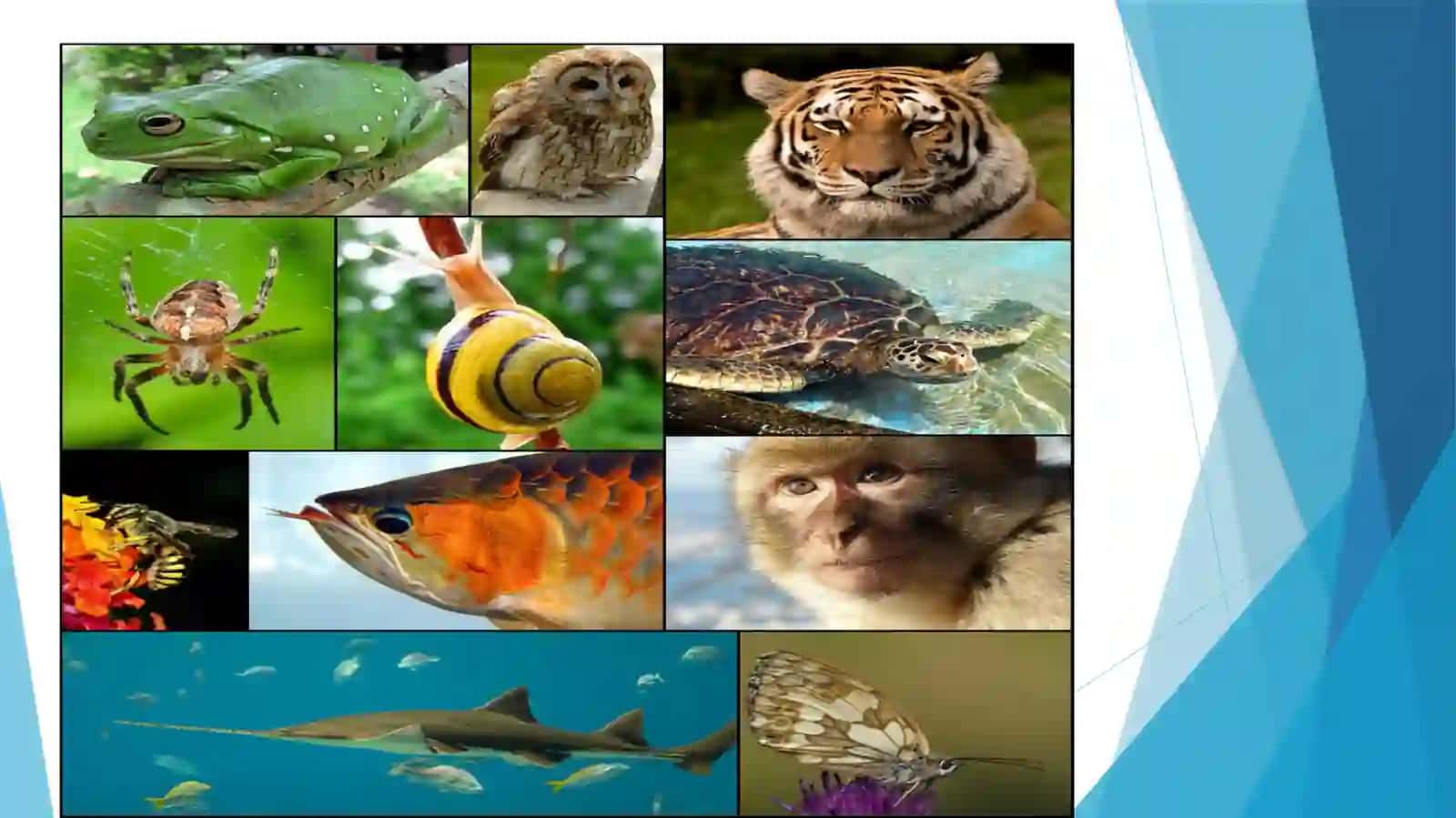 Biologik xilma-xillik va atrof muhit muhofazasi 4