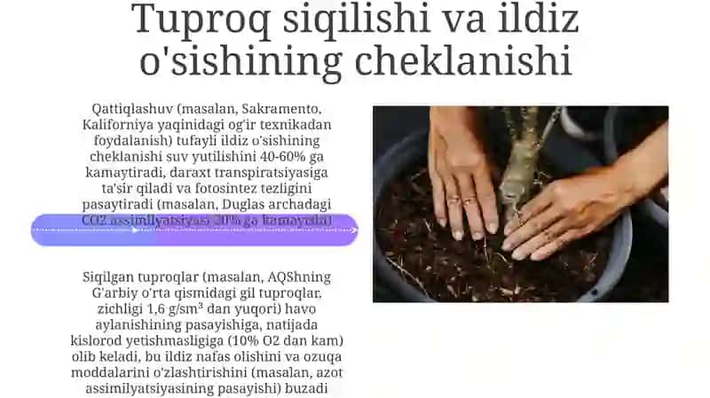 Tuproq ifloslanishi va daraxt hosildorligi 4