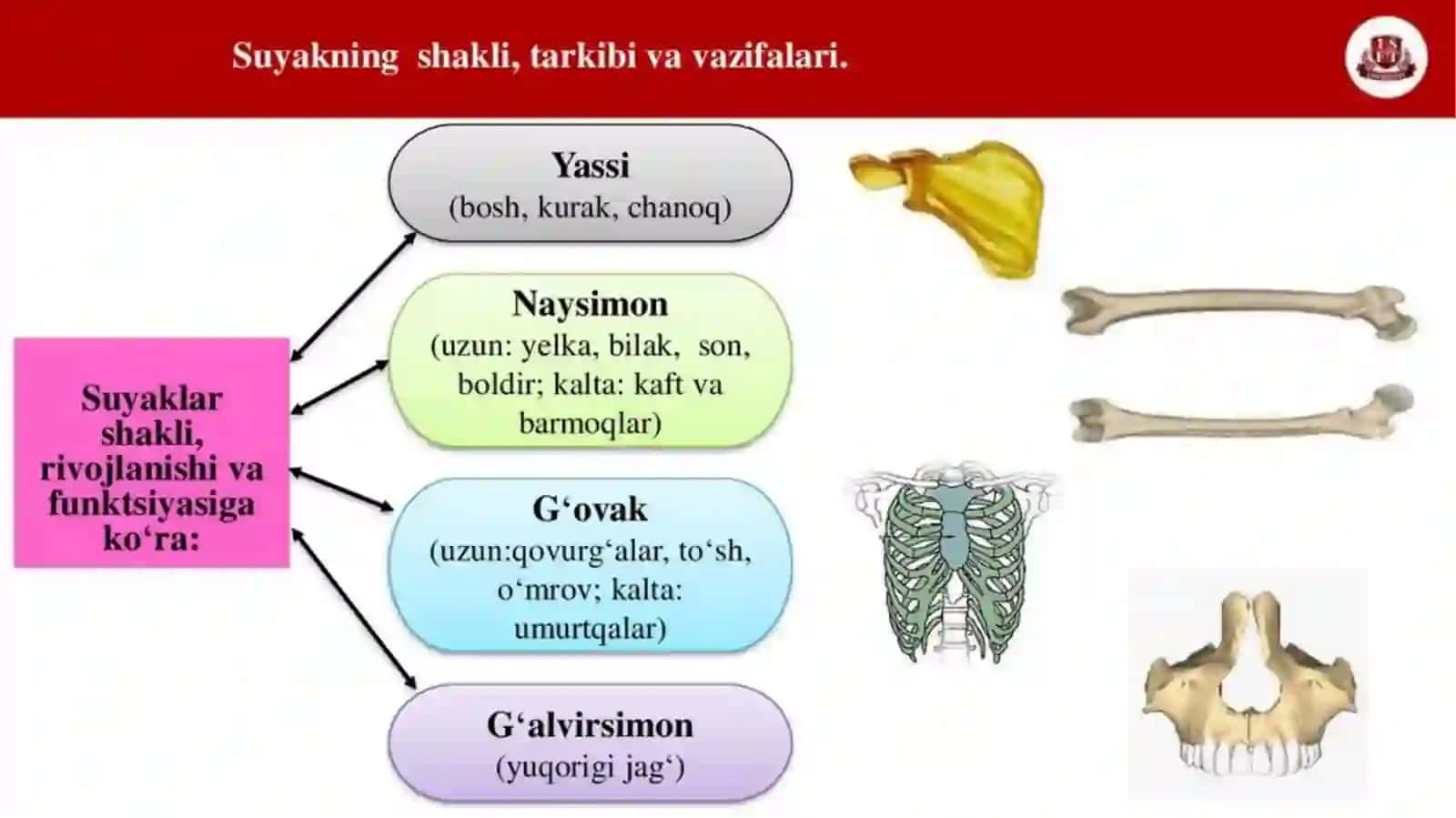 SUYAK SINISHLARI 4