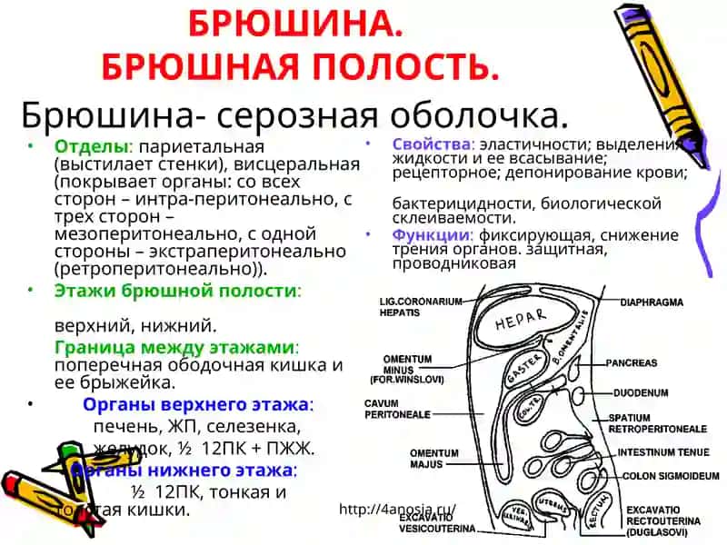 ТОПОГРАФИЧЕСКАЯАНАТОМИЯИОПЕРАЦИИ НА ЖЕЛУДКЕ 4