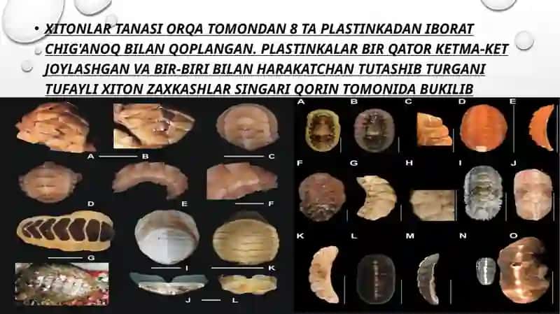 Xetonlar (POLYPLACOPHORA) SINFI 4