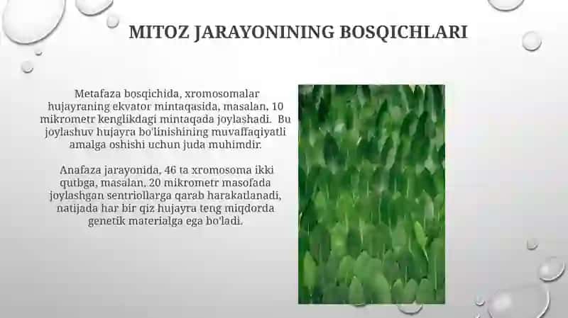 Gulli oʻsimliklar olamida amitoz, mitoz va meyozning ahamiyati 4