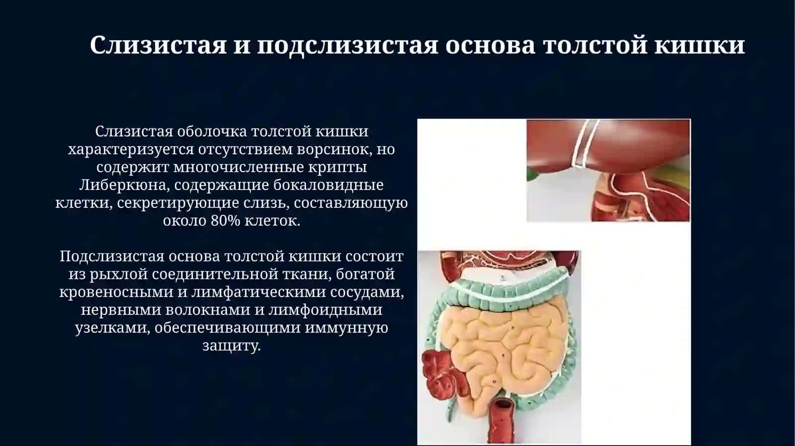 Толстая кишка. Строение стенки. Червеобразный отросток и прямая кишка 4