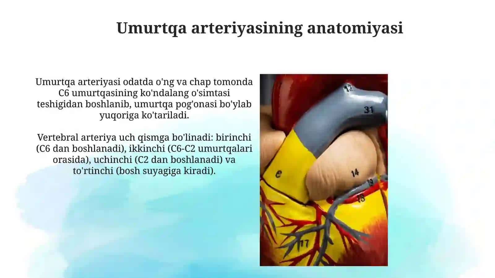 Umurtqa arteriyalari shikastlanishlari. Bosh miya qon bn taminlanishi 4