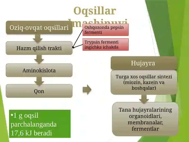 Moddalar almashinuvi fiziologiyasi 4