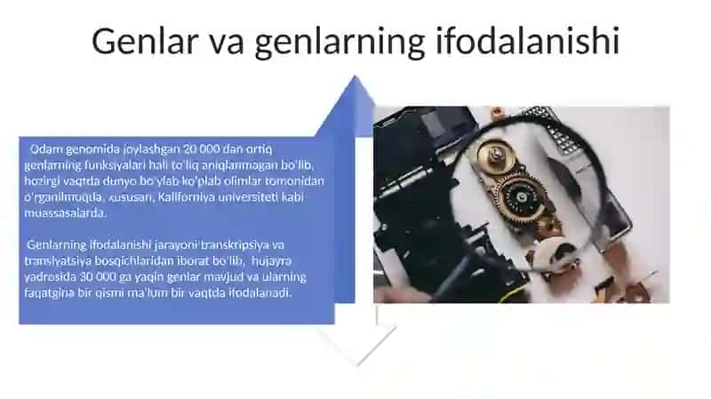 Hujayra yadrosi va irsiy axborotni uzatish mexanizmi 4