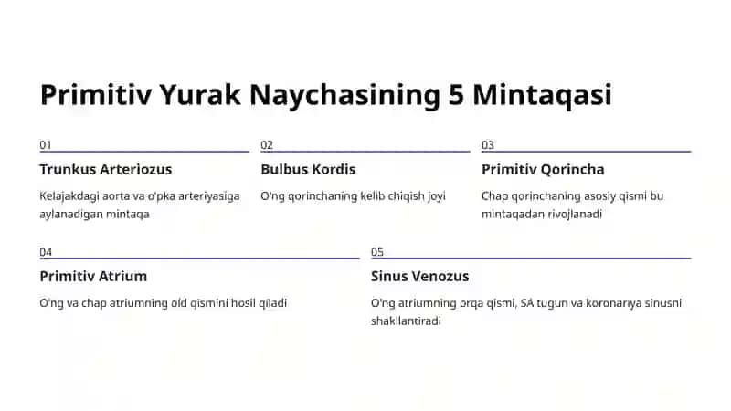 Yurak Rivojlanishining Embriologiyasi 4