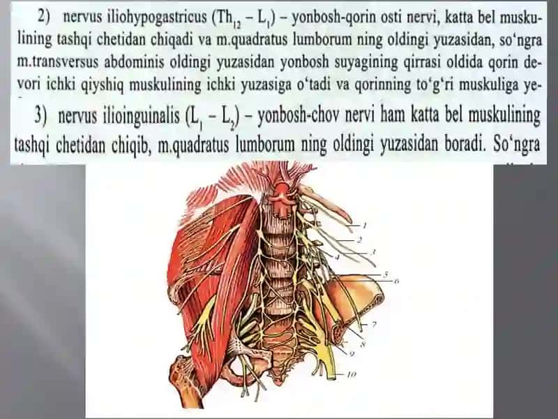 Belvadumg`azachigallari:hosilbo`lishi,topografiyasi,tarmoqlarivainnervatsiyasohalari.Oyoqterisininginnervatsiyasi 4
