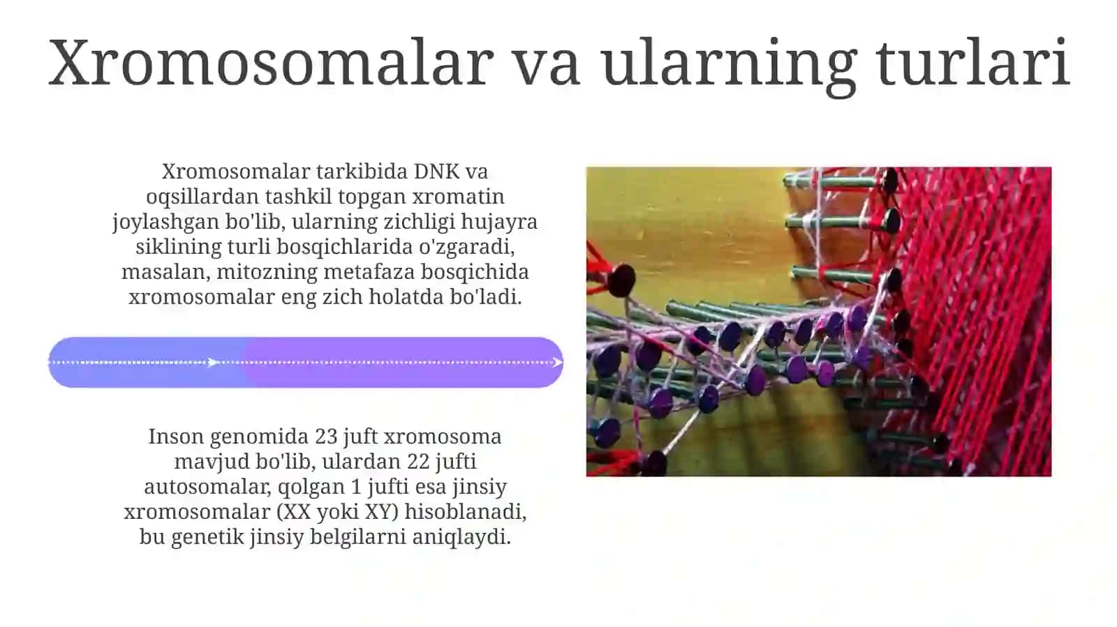 ODAM GENOMINING UMUMIY TUZILISHI 4