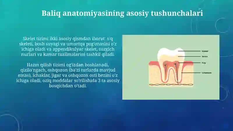 Tish anatomiyasi (Lotin tilida) Nomlanishi. Turlari. Qavatlari 4