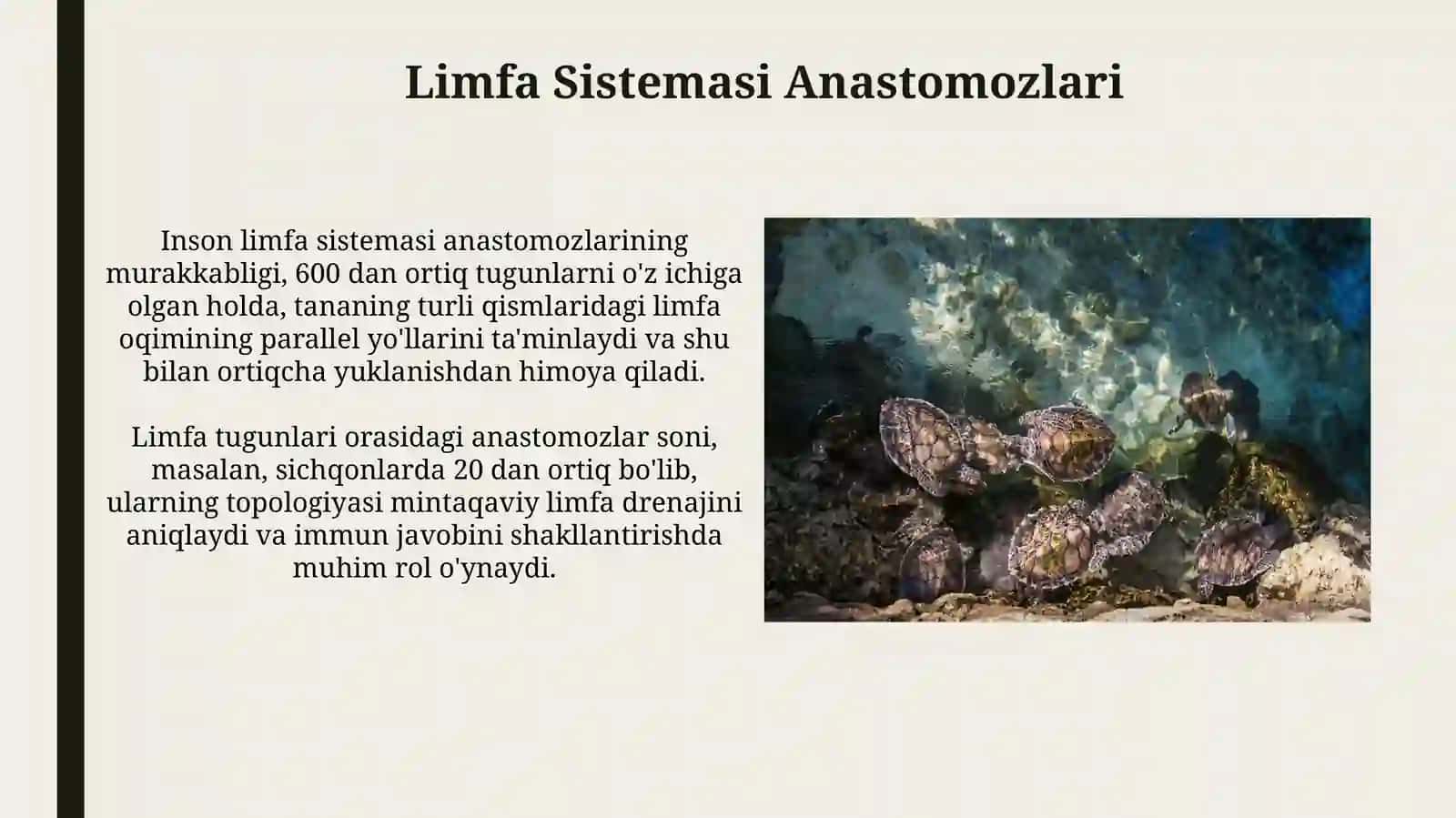 Anastomozlarning topografiyasi (turlarili hayvonlarmisolida) 4