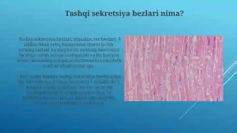 Tashqi sekretsiya bezlari 4