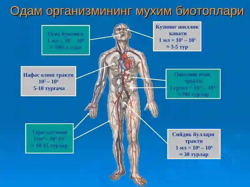 Микрофлора 4