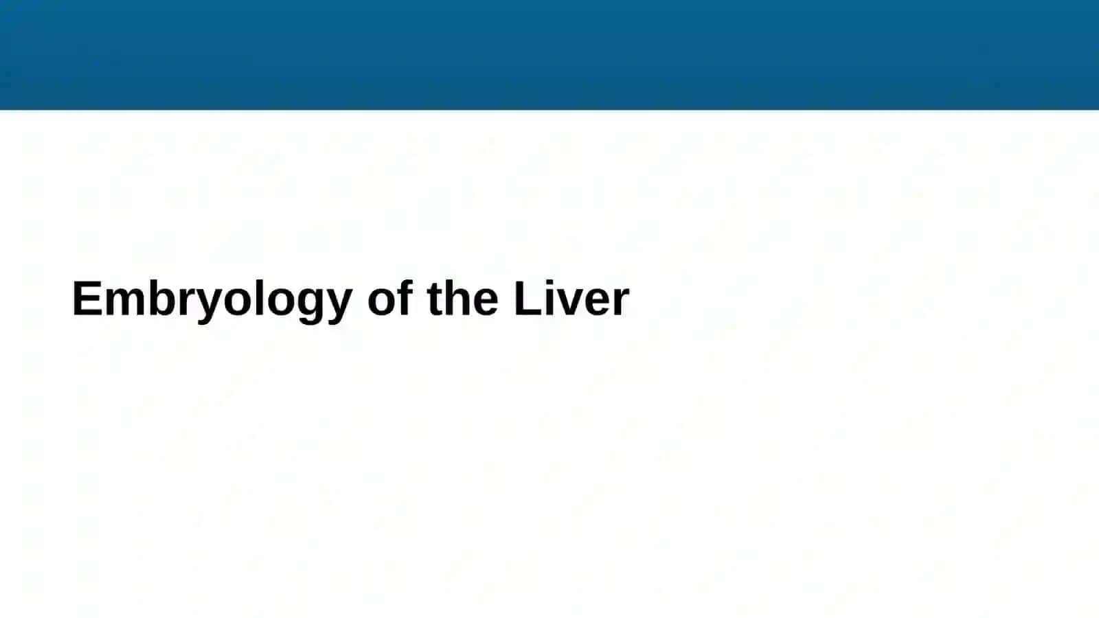 Liver 4
