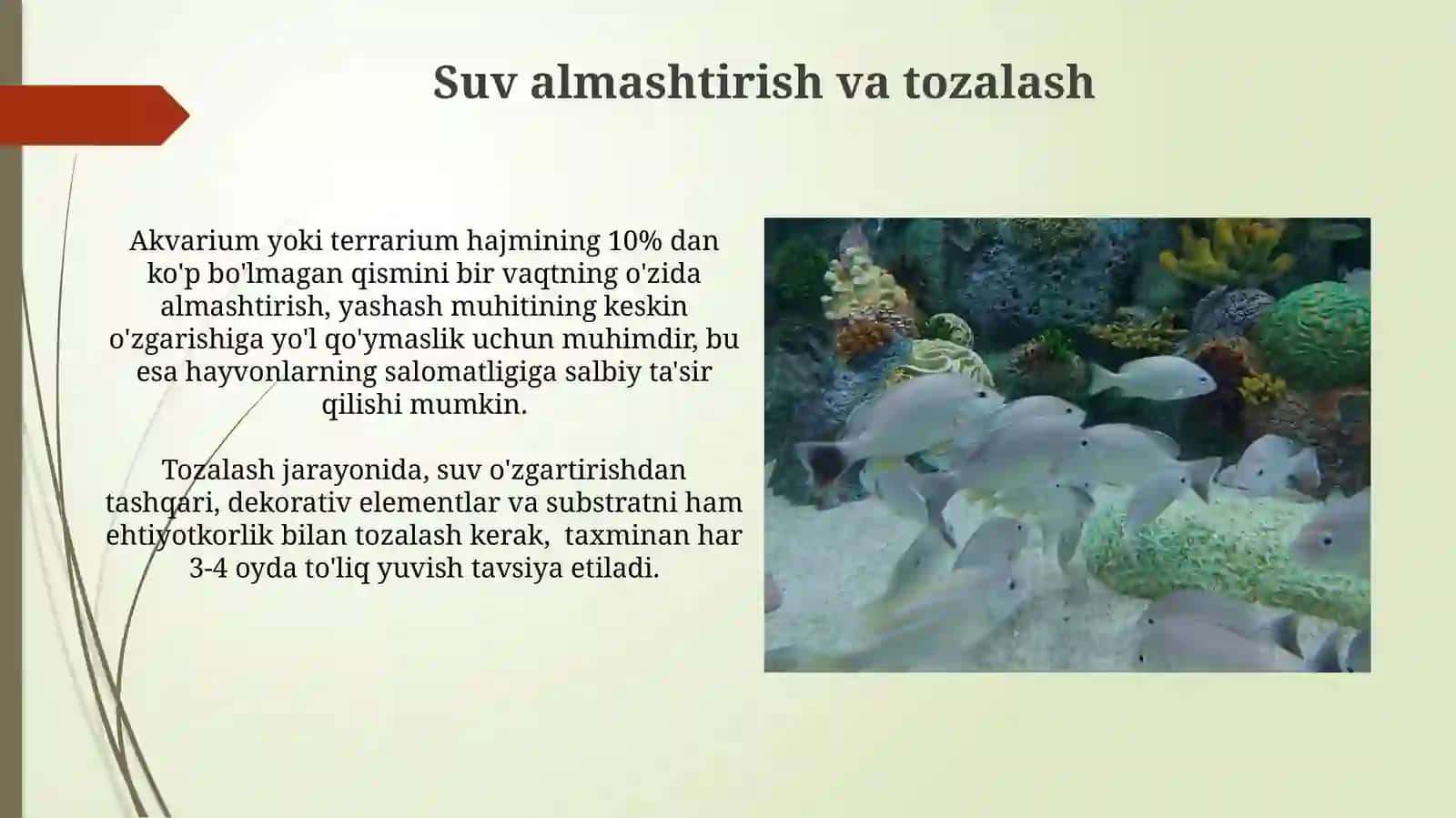 Akvariumda va terrariumda yashovchilarni parvarishlashning shartsharoitiniórganish 4
