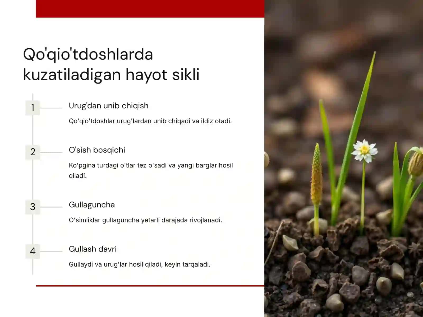 Qo'qio'tdoshlar oilasi: turlari, biologiyasi, ekologiyasi va ahamiyati 4