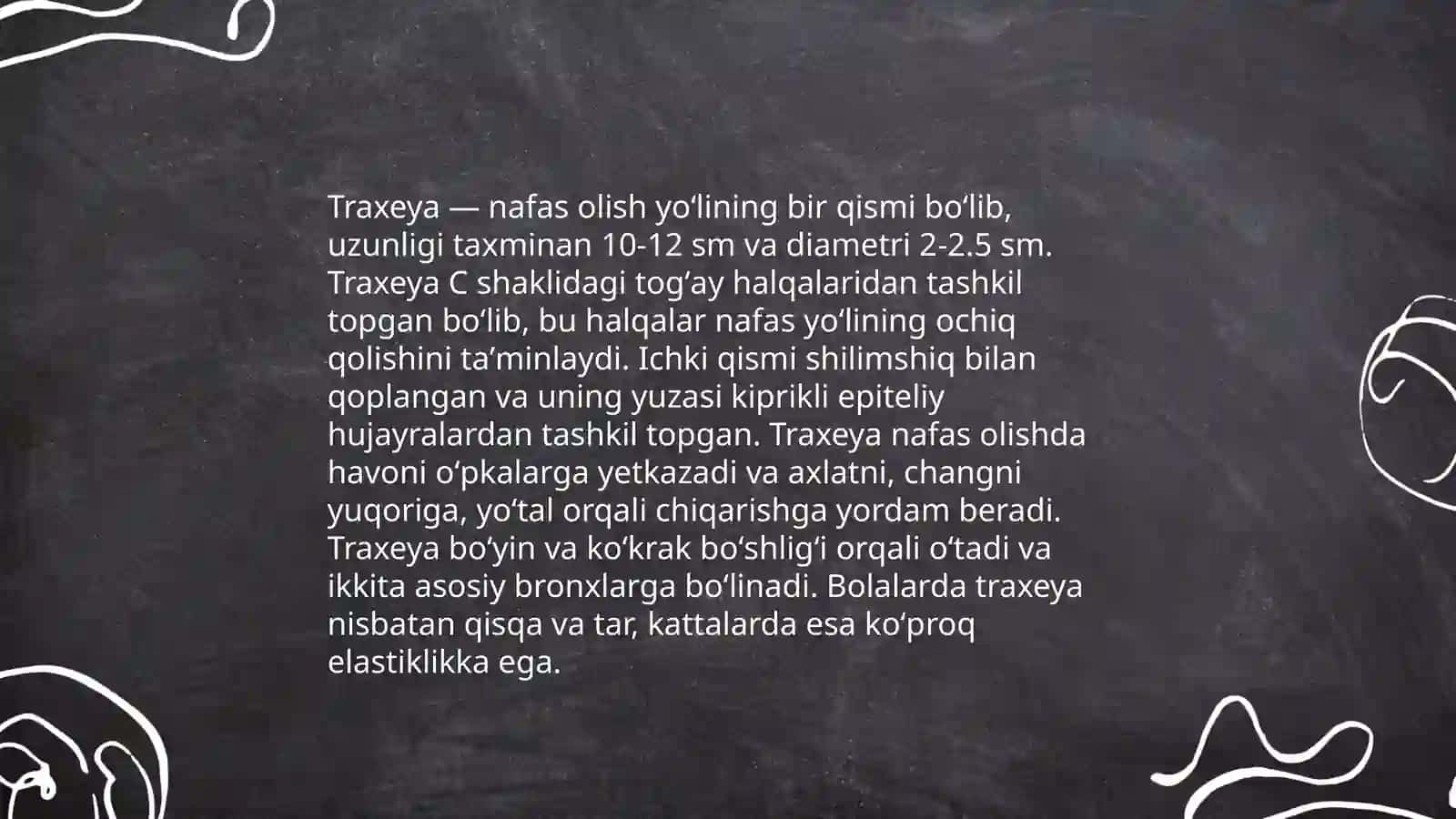 Traxeyalilar kenja tipining umumiy xarakteristikasi 4