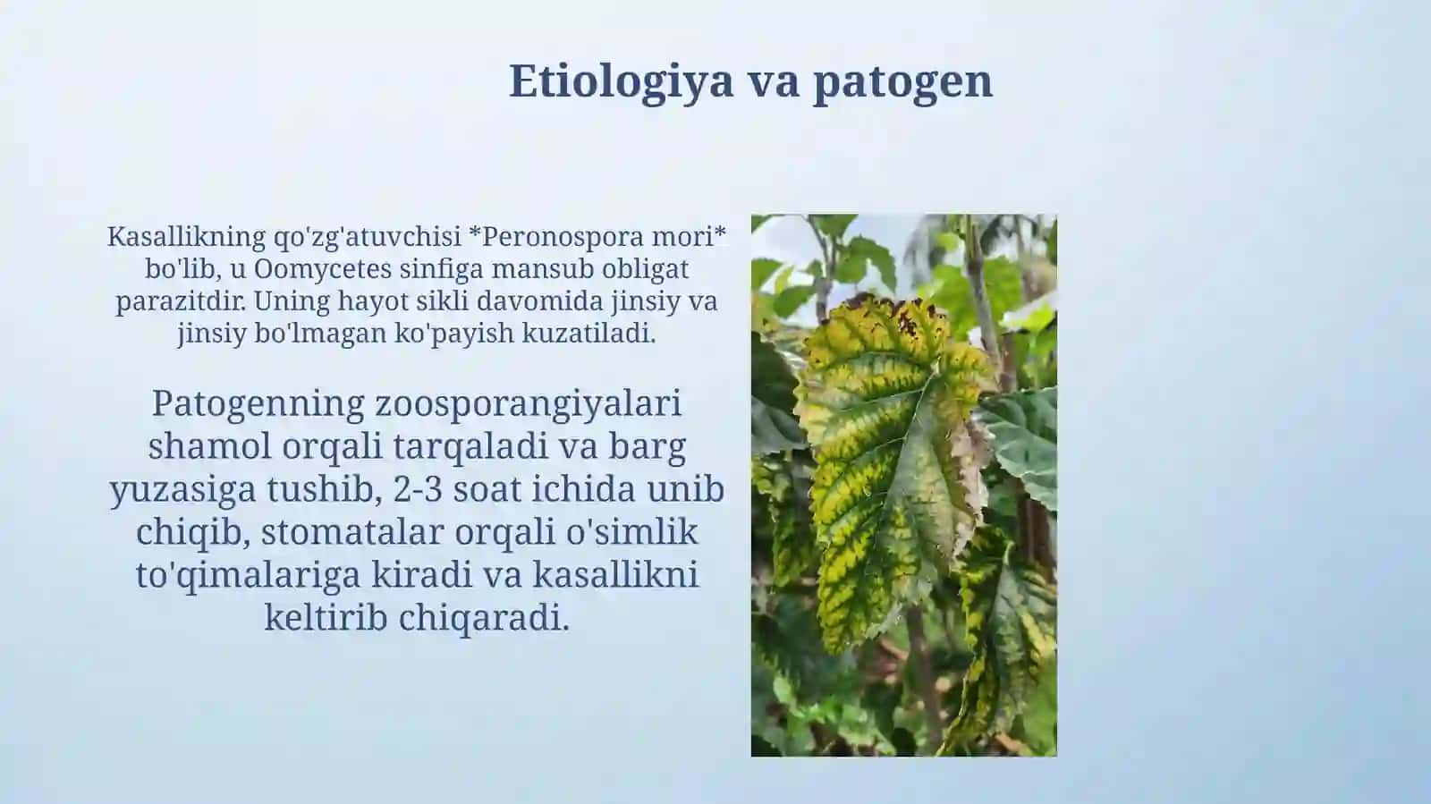 Soxta un-shudring kasalligi 4