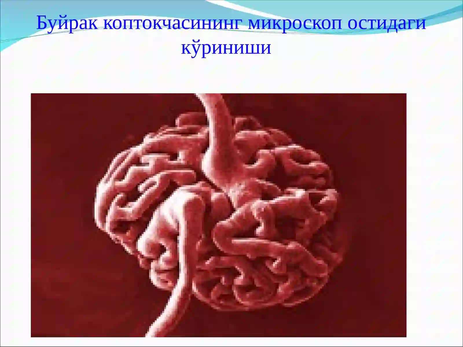 БУЙРАК КОПТОКЧАСИНИНГ НОРМАЛ ТУЗИЛИШИ 4