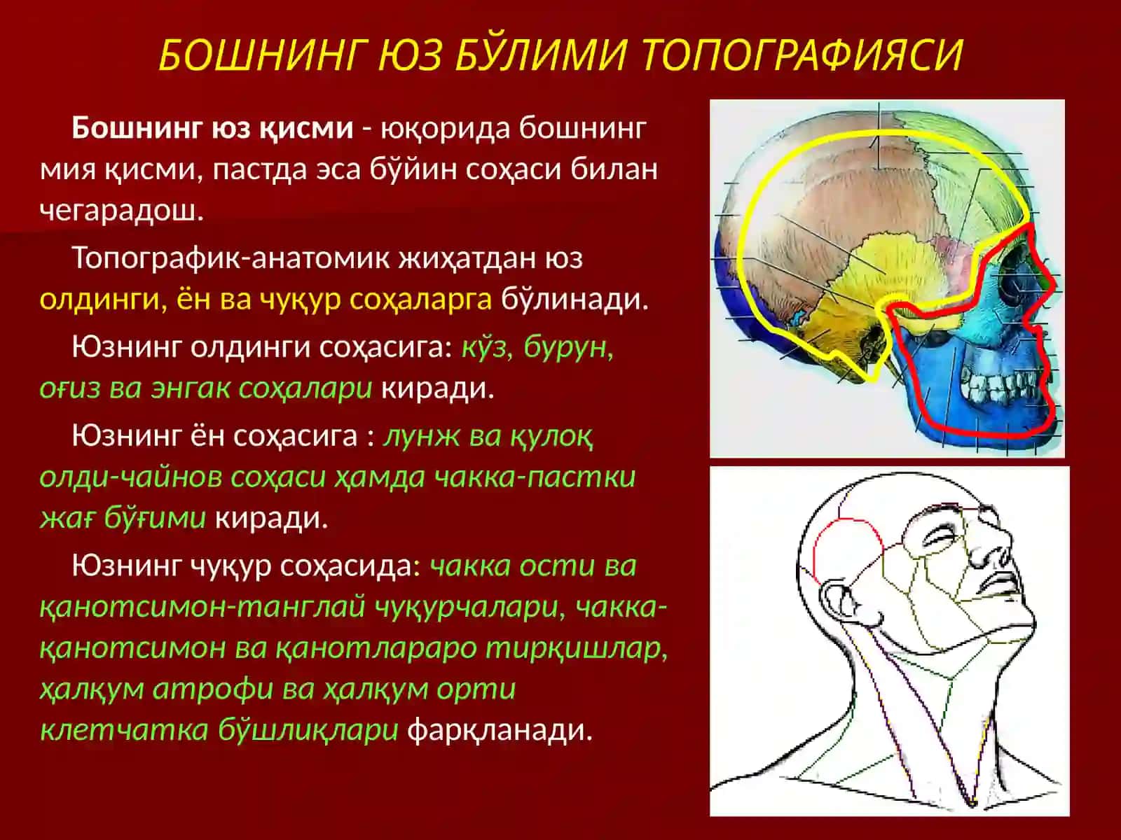 boshning klinik anatomiyasi 4