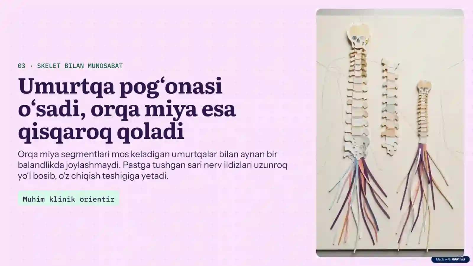 Orqa miya anatomiyasi 4
