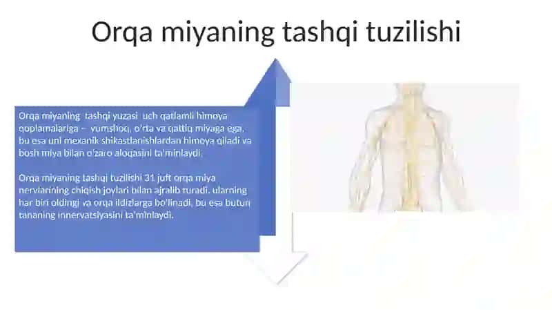 Nerv sistemasi neyron orqa miyaning tuzilishi 4